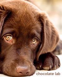 Chocolate Lab: A Gift Journal for People Who Love Dogs: Chocolate Labrador Retriever Edition