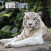 White Tigers 18-Month 2015 Calendar