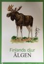 Älgen Finlands djur