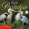 Audubon Birds of Paradise 2014 Calendar