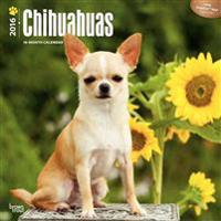 Chihuahuas 2016 Calendar