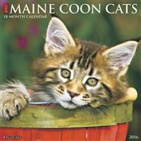 Maine Coon Cats Calendar
