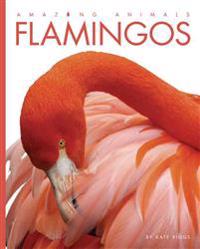 Amazing Animals: Flamingos