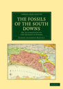 The Fossils of the South Downs