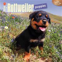 Rottweiler Puppies 2016 Calendar