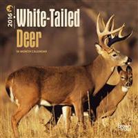 White-tailed Deer 2016 Calendar