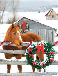 Barn Horse Holiday Full Notecards