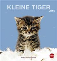 Katzen. Kleine Tiger 2016. Postkartenkalender