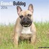 French Bulldog Calendar 2016