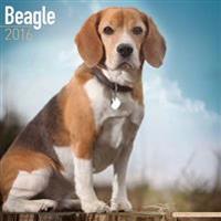 Beagle Calendar 2016