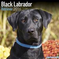Black Labrador Retriever Calendar 2016