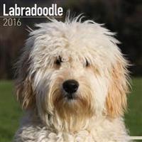 Labradoodle Calendar 2016