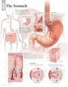 Stomach Laminated Poster