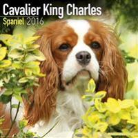 Cavalier King Charles Spaniel Calendar 2016