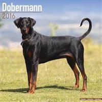 Dobermann Calendar 2016