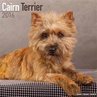 Cairn Terrier Calendar 2016
