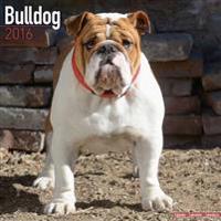 Bulldog Calendar 2016