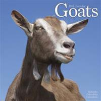 Goats Calendar 2016