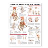 Anatomy and Injury Of Hand And Wrist Anatomical Chart