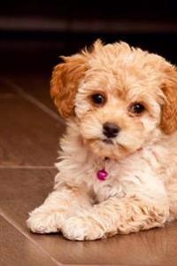 Maltese Maltipoo Puppy (for the Love of Dogs): Blank 150 Page Lined Journal for Your Thoughts, Ideas, and Inspiration