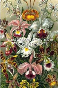 Ernst Haeckel Art Forms in Nature (Plates 51-75): (Introductions to Art) 25 Full Color Plates