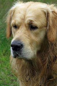 Golden Retriever Close Up (for the Love of Dogs): Blank 150 Page Lined Journal for Your Thoughts, Ideas, and Inspiration