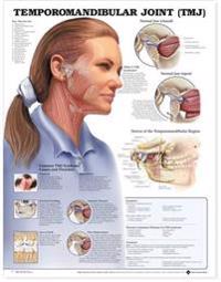 Temporomandibular Joint Antomical Chart
