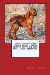 How to Train and Raise a Irish Setter Puppy or Dog with Good Behavior