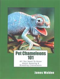 Pet Chameleons 101: All You Need to Know about Keeping & Breeding Chameleons