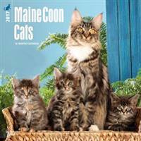 Maine Coon Cats 2017 Square