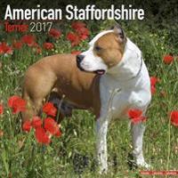 American Staffordshire Bull Terrier Calendar 2017