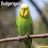 Budgerigars Calendar 2017
