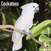 Cockatoos Calendar 2017