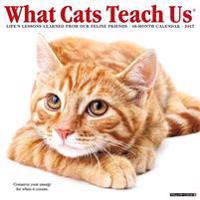 What Cats Teach Us 2017 Calendar
