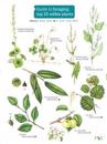 Guide to Foraging: Top 25 Edible Plants