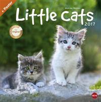 Little Cats Broschurkalender - Kalender 2017