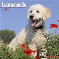 Labradoodle Calendar 2017