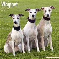 Whippet Calendar 2017