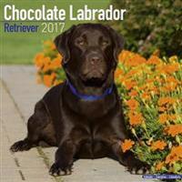 Chocolate Labrador Retriever Calendar 2017