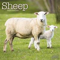 Sheep Calendar 2017