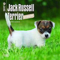 Jack Russell Terrier Puppies 2017 Calendar