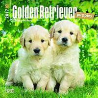 Golden Retriever Puppies 2017 Calendar
