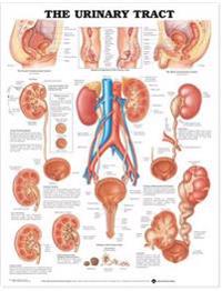 The The Urinary Tract Anatomical Chart