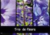 Trio De Fleurs 2017