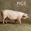 2017 Calendar: Pigs