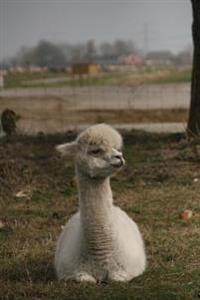 An Alpaca Looking Smug, for the Love of Animals: Blank 150 Page Lined Journal for Your Thoughts, Ideas, and Inspiration