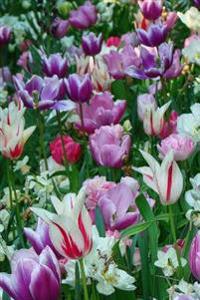 Tulips in the Keukenhof Garden in the Netherlands: Blank 150 Page Lined Journal for Your Thoughts, Ideas, and Inspiration