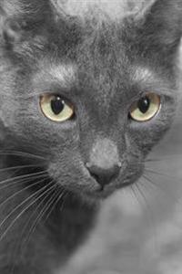Gorgeous Gray Domestic Short Hair Cat Portrait Journal: 150 Page Lined Notebook/Diary