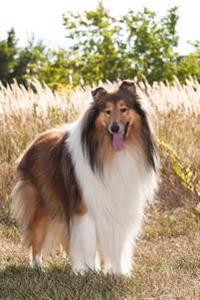 An Ever So Sweet Rough Collie Dog Journal: 150 Page Lined Notebook/Diary
