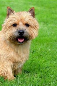 Norwich Terrier: Artified Pets Journal/Notebook/Diary, 6